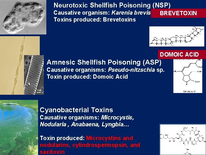 Neurotoxic Shellfish Poisoning (NSP) Causative organism: Karenia brevis Toxins produced: Brevetoxins BREVETOXIN DOMOIC ACID