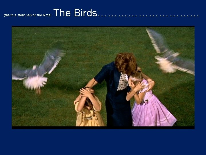 (the true story behind the birds) The Birds…………… 