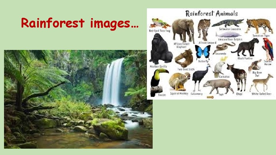 Rainforest images… 