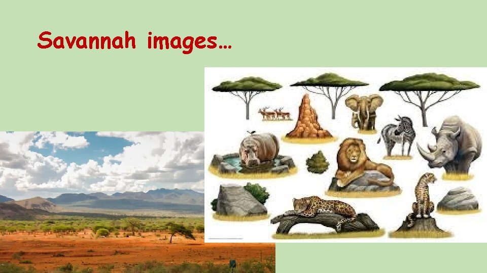 Savannah images… 
