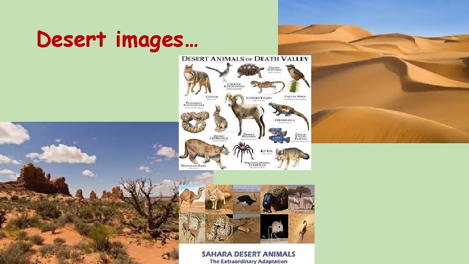 Desert images… 