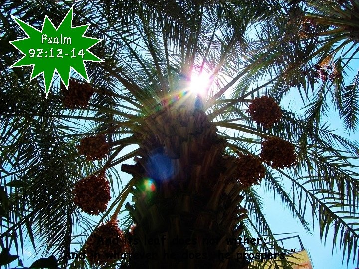 Psalm 92: 12 -14 “And its leaf does not wither; And in whatever he