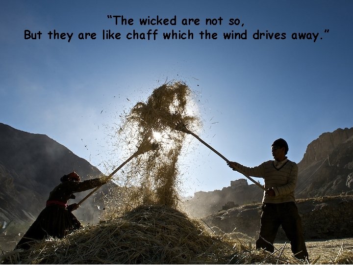 “The wicked are not so, But they are like chaff which the wind drives