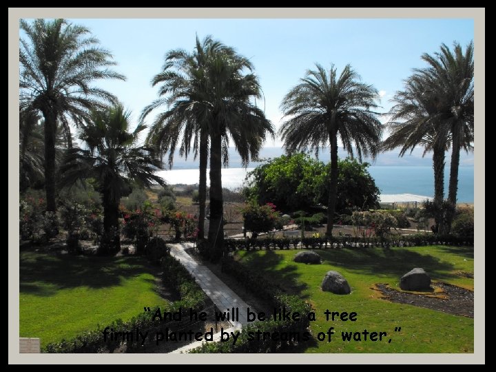 “And he will be like a tree firmly planted by streams of water, ”