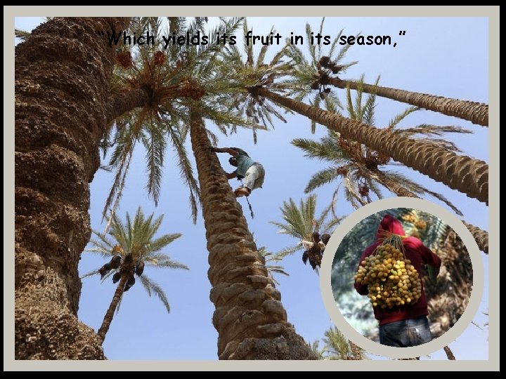 “Which yields its fruit in its season, ” 