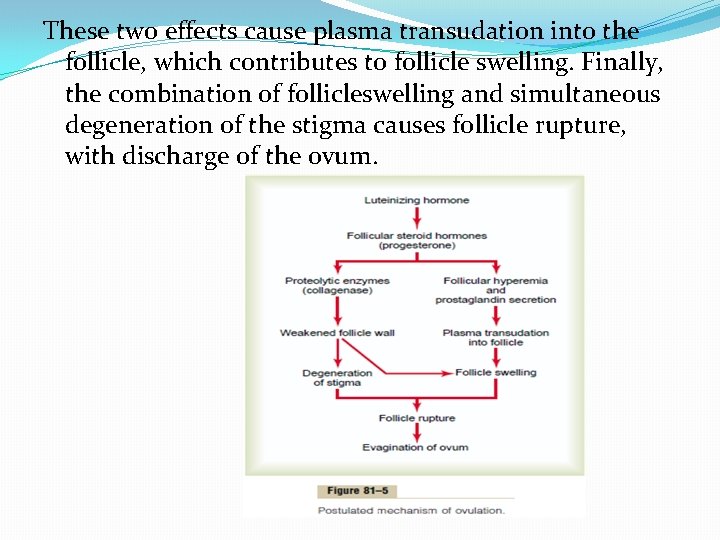 These two effects cause plasma transudation into the follicle, which contributes to follicle swelling.