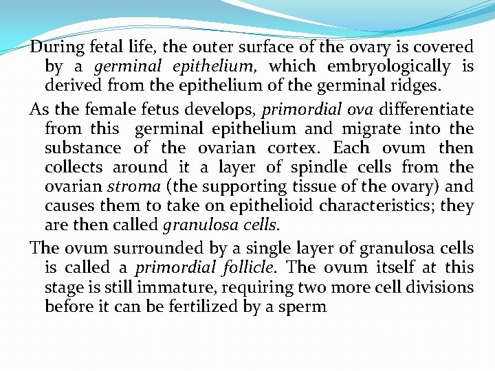 During fetal life, the outer surface of the ovary is covered by a germinal