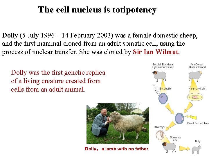 The cell nucleus is totipotency Dolly (5 July 1996 – 14 February 2003) was