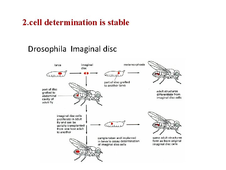 2. cell determination is stable Drosophila Imaginal disc 