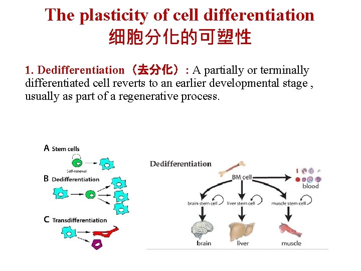 The plasticity of cell differentiation 细胞分化的可塑性 1. Dedifferentiation（去分化）: A partially or terminally differentiated cell