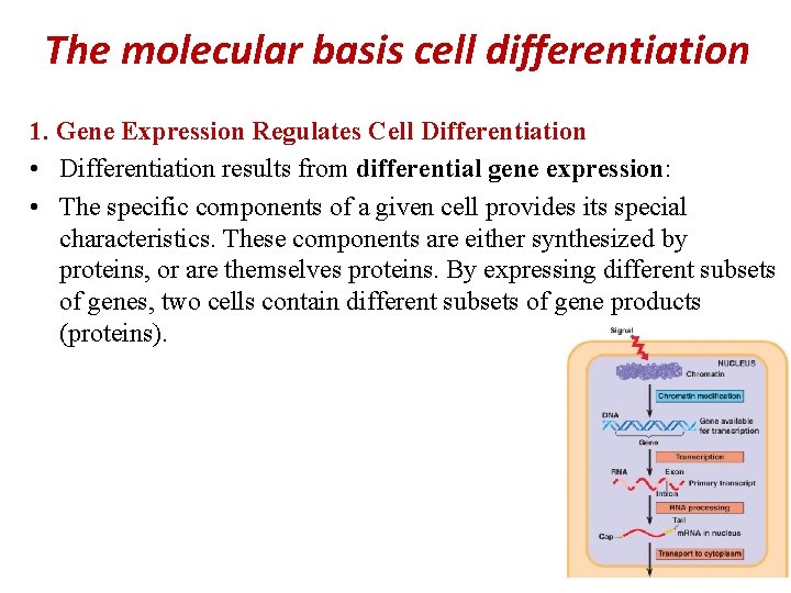 The molecular basis cell differentiation 1. Gene Expression Regulates Cell Differentiation • Differentiation results