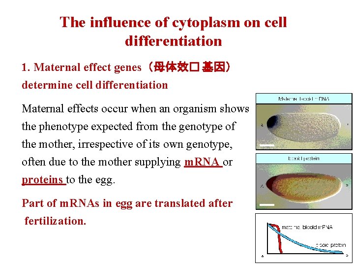 The influence of cytoplasm on cell differentiation 1. Maternal effect genes（母体效� 基因） determine cell