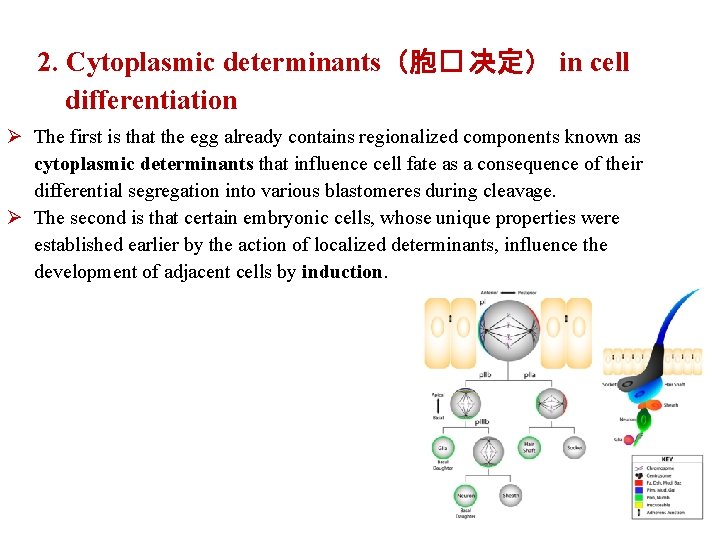 2. Cytoplasmic determinants（胞� 决定） in cell differentiation Ø The first is that the egg