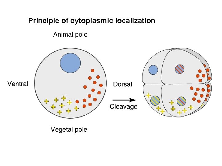 Principle of cytoplasmic localization 