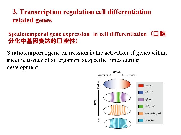 3. Transcription regulation cell differentiation related genes Spatiotemporal gene expression in cell differentiation（� 胞
