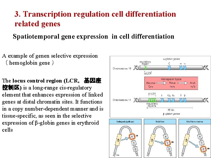 3. Transcription regulation cell differentiation related genes Spatiotemporal gene expression in cell differentiation A