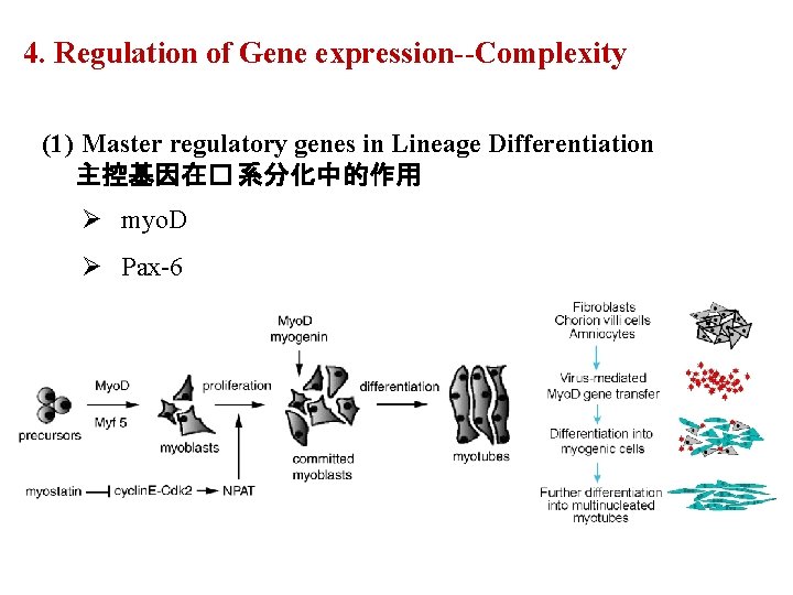 4. Regulation of Gene expression--Complexity (1) Master regulatory genes in Lineage Differentiation 主控基因在� 系分化中的作用