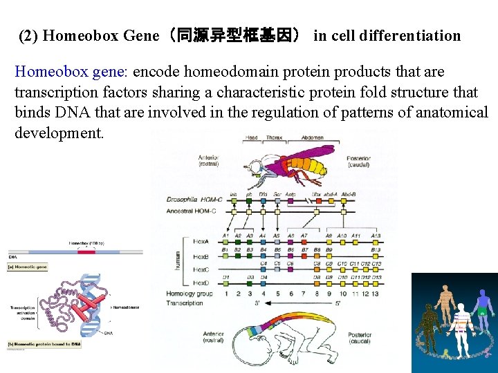 (2) Homeobox Gene（同源异型框基因） in cell differentiation Homeobox gene: encode homeodomain protein products that are