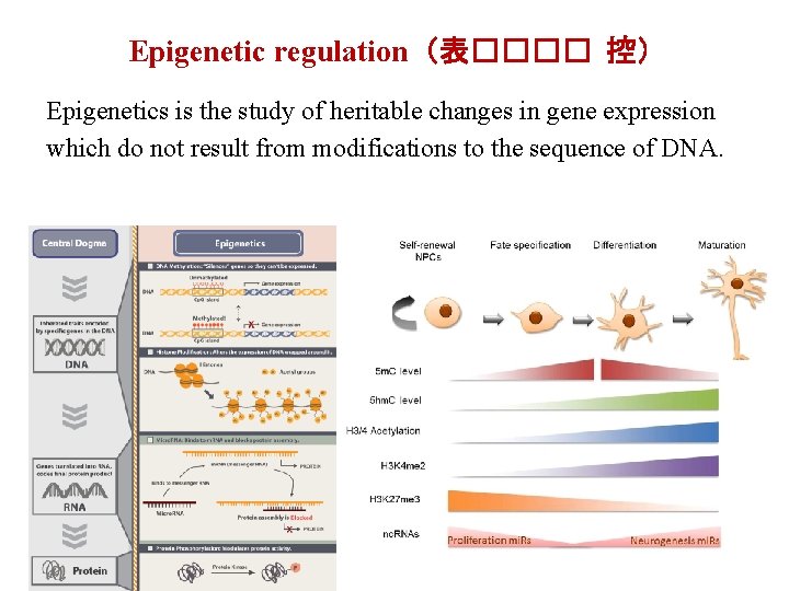 Epigenetic regulation（表���� 控） Epigenetics is the study of heritable changes in gene expression which