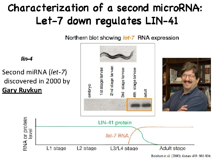 lin-4 Second mi. RNA (let-7) discovered in 2000 by Gary Ruvkun 