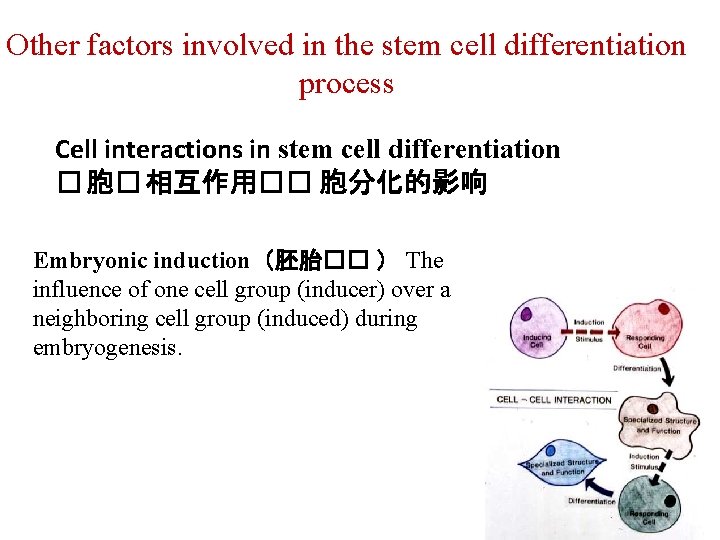 Other factors involved in the stem cell differentiation process Cell interactions in stem cell