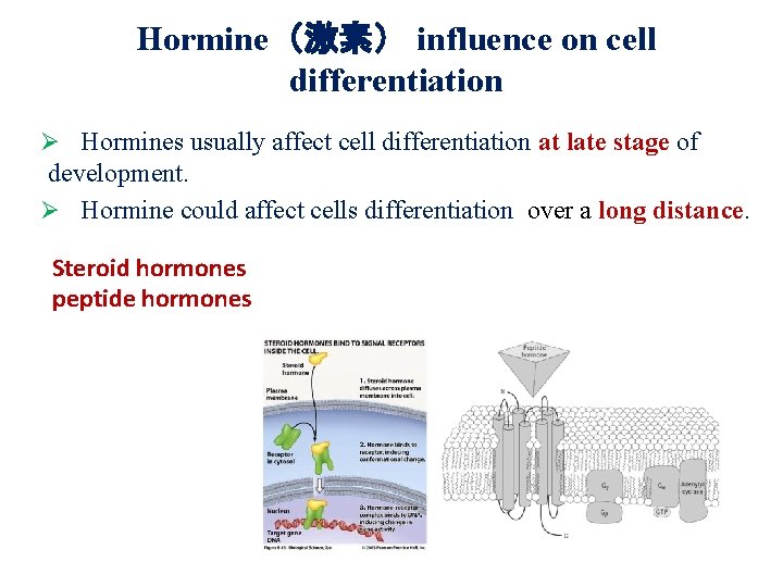 Hormine（激素） influence on cell differentiation Ø Hormines usually affect cell differentiation at late stage