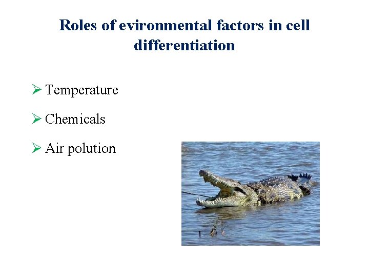 Roles of evironmental factors in cell differentiation Ø Temperature Ø Chemicals Ø Air polution