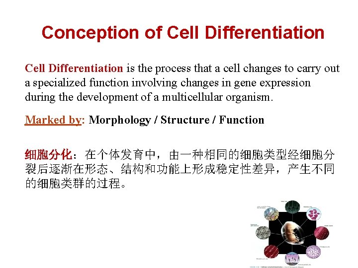 Conception of Cell Differentiation is the process that a cell changes to carry out