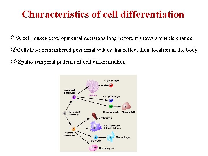 Characteristics of cell differentiation ①A cell makes developmental decisions long before it shows a