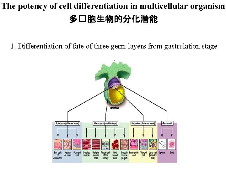 The potency of cell differentiation in multicellular organism 多� 胞生物的分化潜能 1. Differentiation of fate