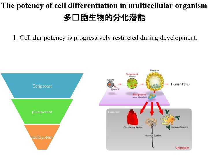 The potency of cell differentiation in multicellular organism 多� 胞生物的分化潜能 1. Cellular potency is