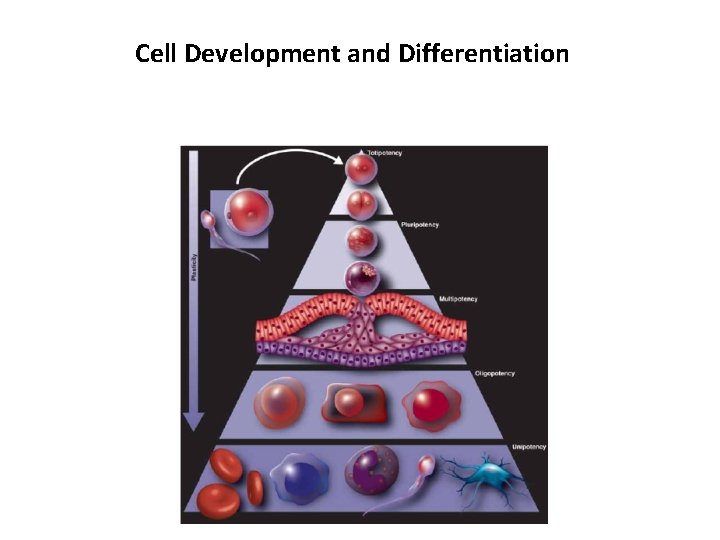 Cell Development and Differentiation 