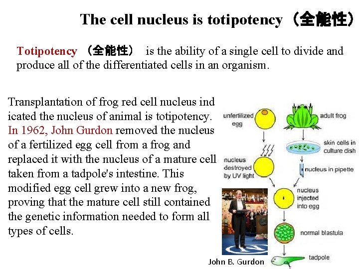 The cell nucleus is totipotency（全能性） Totipotency （全能性） is the ability of a single cell