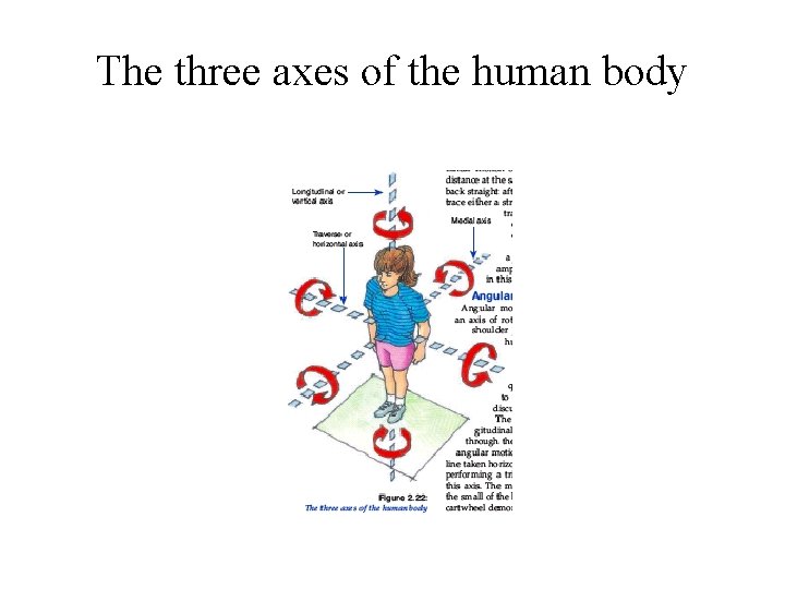 The three axes of the human body 