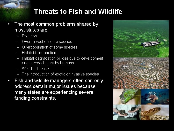 Threats to Fish and Wildlife • The most common problems shared by most states