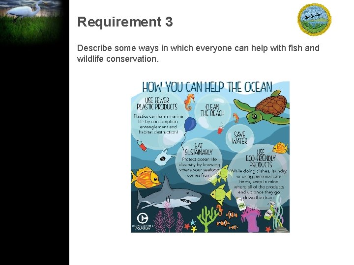 Requirement 3 Describe some ways in which everyone can help with fish and wildlife