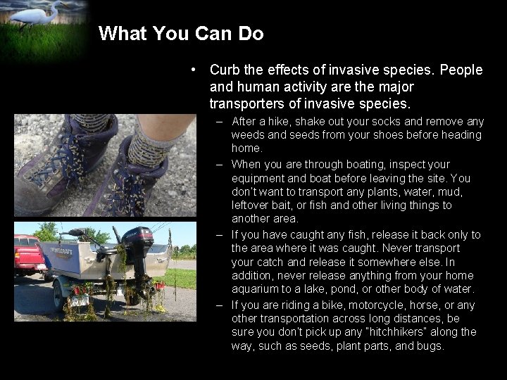 What You Can Do • Curb the effects of invasive species. People and human