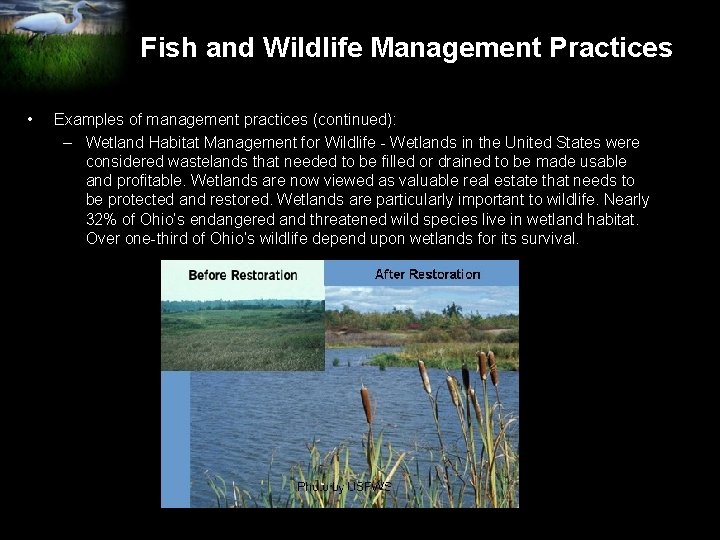 Fish and Wildlife Management Practices • Examples of management practices (continued): – Wetland Habitat