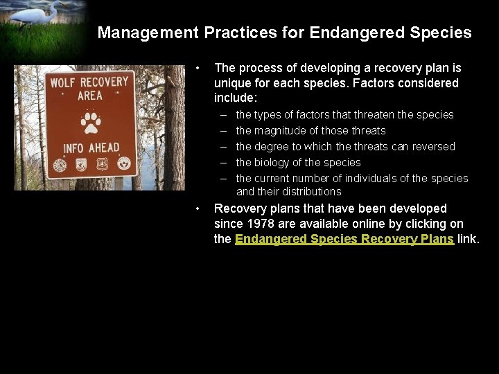 Management Practices for Endangered Species • The process of developing a recovery plan is