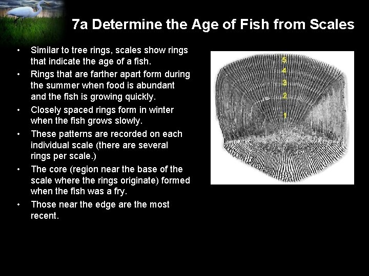 7 a Determine the Age of Fish from Scales • • • Similar to