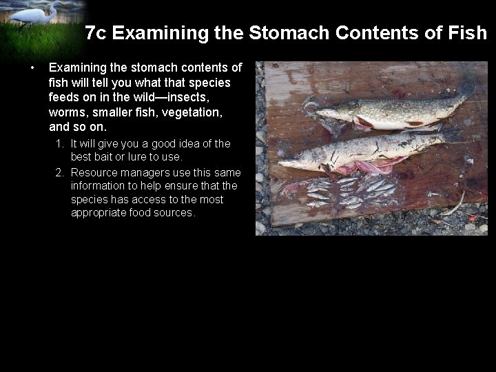 7 c Examining the Stomach Contents of Fish • Examining the stomach contents of