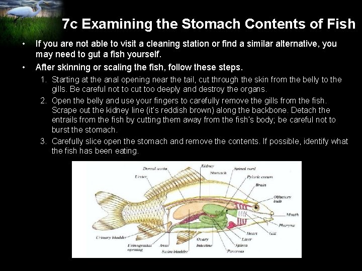 7 c Examining the Stomach Contents of Fish • • If you are not