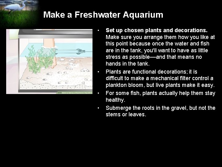 Make a Freshwater Aquarium • • Set up chosen plants and decorations. Make sure