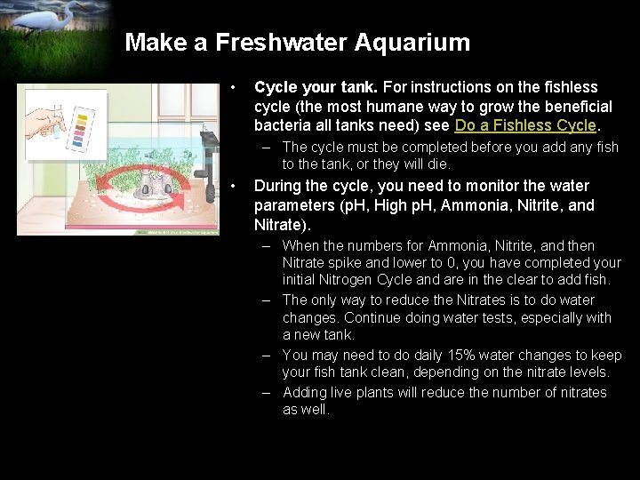 Make a Freshwater Aquarium • Cycle your tank. For instructions on the fishless cycle