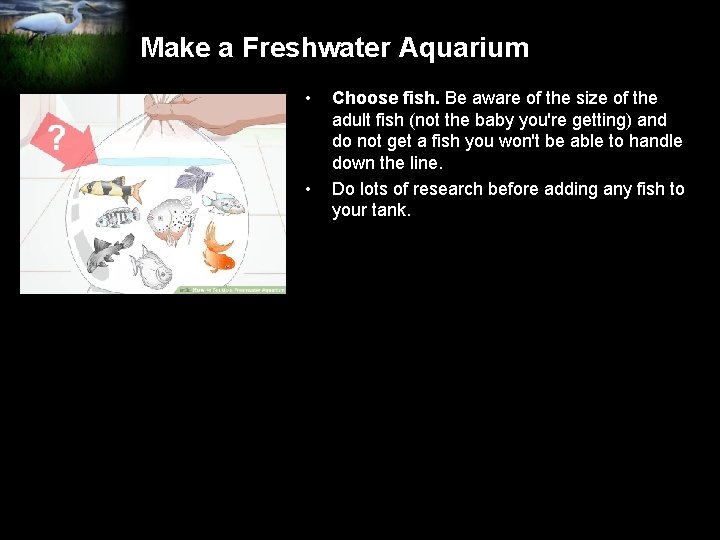 Make a Freshwater Aquarium • • Choose fish. Be aware of the size of