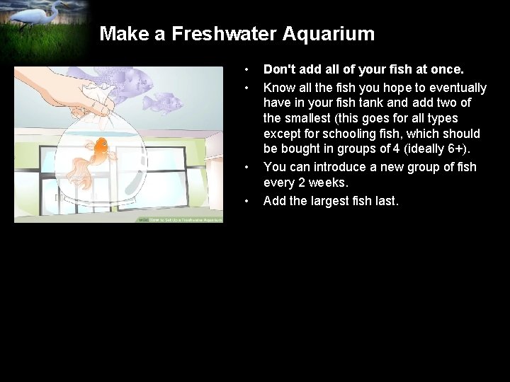 Make a Freshwater Aquarium • • Don't add all of your fish at once.