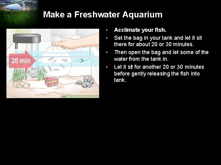 Make a Freshwater Aquarium • • Acclimate your fish. Set the bag in your