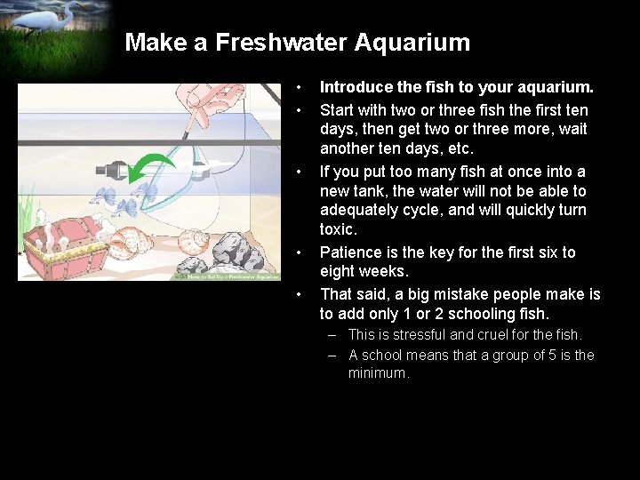 Make a Freshwater Aquarium • • • Introduce the fish to your aquarium. Start