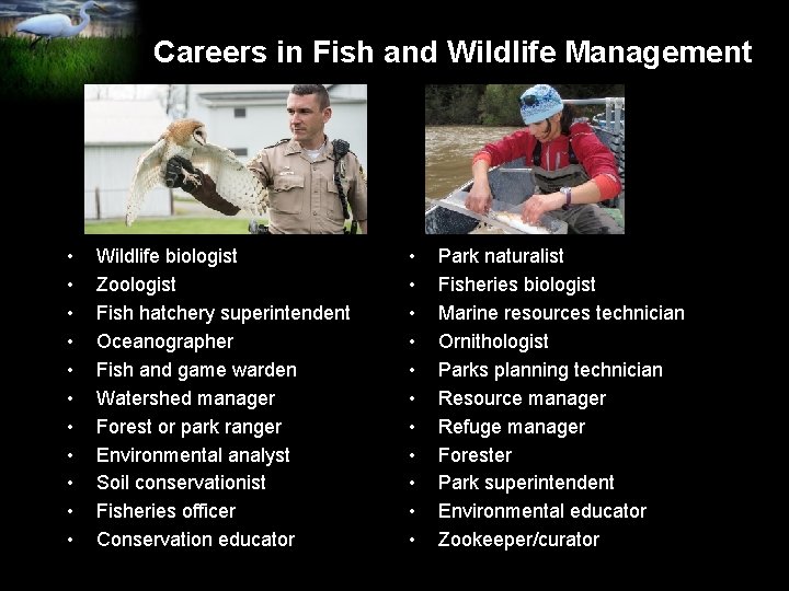 Careers in Fish and Wildlife Management • • • Wildlife biologist Zoologist Fish hatchery