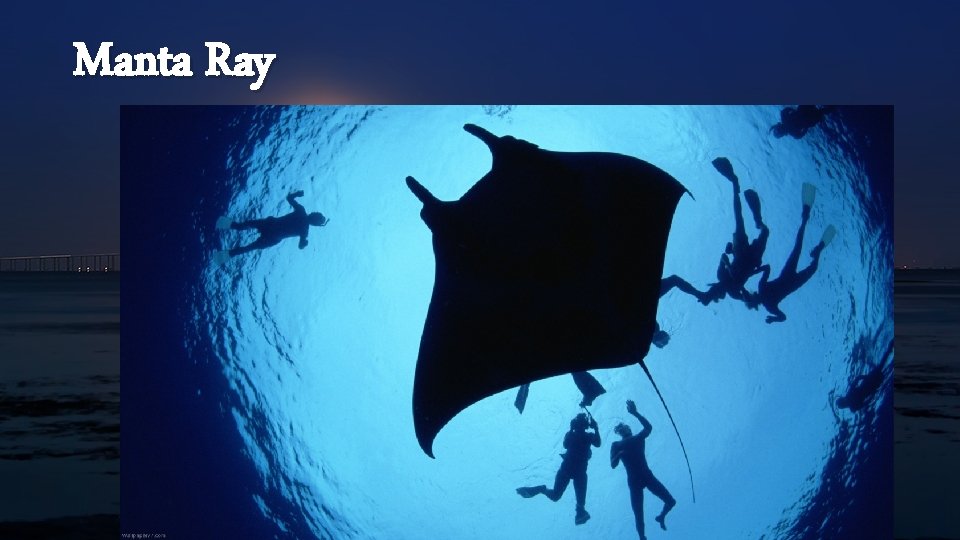 Manta Ray 
